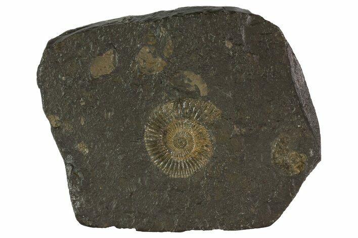 Dactylioceras Ammonite Plate - Posidonia Shale, Germany #79321